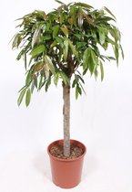 Kamerplant van Botanicly – Langbladige vijgenboom – Hoogte: 130 cm – Ficus Amstel King