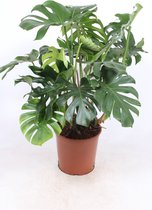 Kamerplant van Botanicly – Gatenplant – Hoogte: 90 cm – Monstera Deliciosa