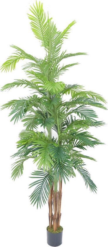 Vind palm in Woonaccessoires | Kunstplanten en Kunstbloemen op Vind palm in Woonaccessoires | Kunstplanten en Kunstbloemen op