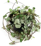 String of Hearts  Ø 9cm  Silver Glory  Ceropegia Woodii