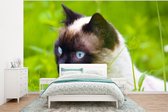 Behang - Fotobehang Siamese kat tussen het gras - Breedte 375 cm x hoogte 280 cm