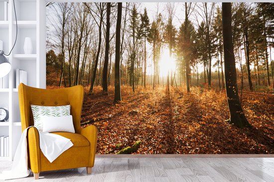 Papier peint photo en vinyle - Le soleil d'automne brille à travers les arbres au coucher du soleil largeur 360 cm x hauteur 240 cm - Tirage photo sur papier peint (disponible en 7 tailles)