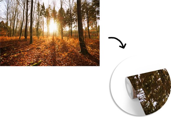 Papier peint photo en vinyle - Le soleil d'automne brille à travers les arbres au coucher du soleil largeur 360 cm x hauteur 240 cm - Tirage photo sur papier peint (disponible en 7 tailles)