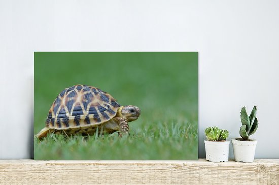 Tortue sur herbe Aluminium 30x20 cm - petit - Tirage photo sur aluminium (décoration murale en métal)