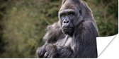 Poster Grote Gorilla kijkt recht in de camera - 150x75 cm