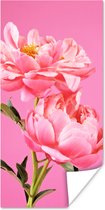 Poster Roze pioenrozen met een roze achtergrond - 60x120 cm