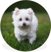 WallCircle - Wandcirkel ⌀ 30 - Maltezer hond op een grasveld - Ronde schilderijen woonkamer - Wandbord rond - Muurdecoratie cirkel - Kamer decoratie binnen - Wanddecoratie muurcirkel - Woonaccessoires