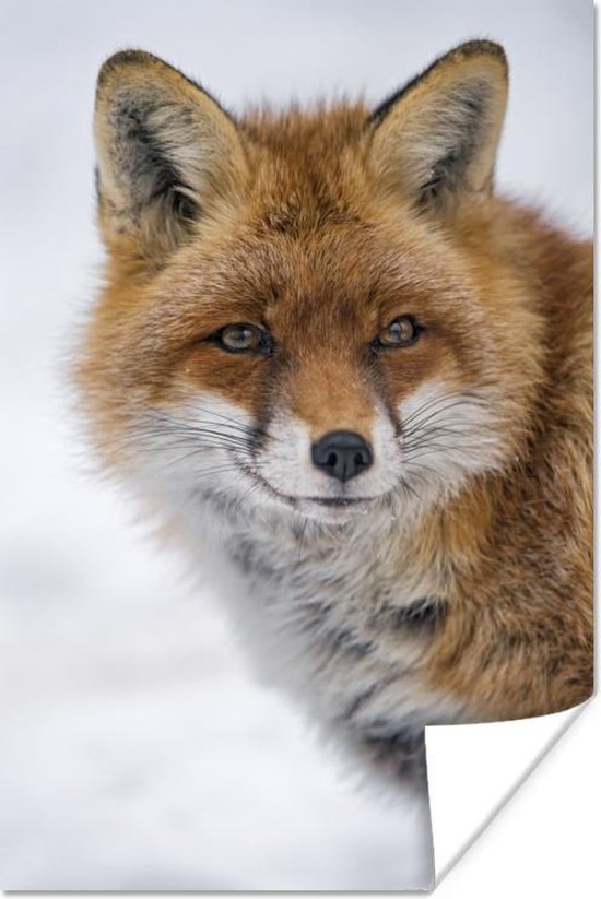 Portret van een vos Poster 40x60 cm - Foto print op Poster (wanddecoratie woonkamer / slaapkamer) / Wilde dieren Poster