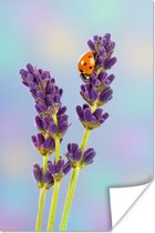 Poster Lieveheersbeestje op lavendelbloem - 20x30 cm