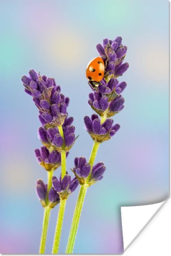 Poster Lieveheersbeestje op lavendelbloem