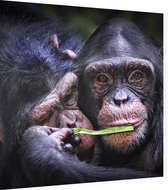 Chimpansee schattig koppel - Foto op Dibond - 60 x 60 cm