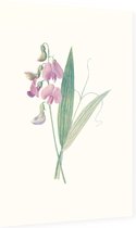 Brede Lathyrus (Everlasting Pea) - Foto op Dibond - 60 x 90 cm