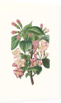 Weigela Heester Aquarel (Weigela) - Foto op Dibond - 40 x 60 cm