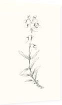 Zonneroosje zwart-wit Schets (Rock Rose) - Foto op Dibond - 60 x 90 cm
