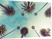 De palmbomen op Hollywood Boulevard in Los Angeles - Foto op Dibond - 90 x 60 cm