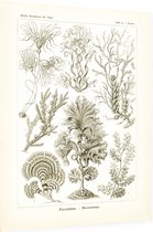 Zonaria - Fucoideae (Kunstformen der Natur), Ernst Haeckel - Foto op Dibond - 60 x 80 cm