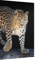 Jagende Jaguar op zwarte achtergrond - Foto op Dibond - 40 x 60 cm