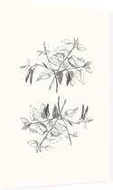 Berk zwart-wit plus (Birch) - Foto op Dibond - 40 x 60 cm