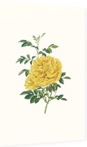 Rosa Foetida Aquarel (Persian Yellow Rose) - Foto op Dibond - 60 x 90 cm