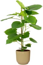 Kamerplant van Botanicly – Ficus Umbellata in beige ELHO plastic pot als set – Hoogte: 96 cm