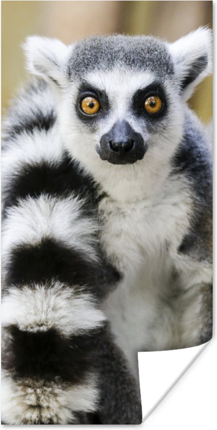 Affiche Singe - Lémur catta - Animal - 60x120 cm