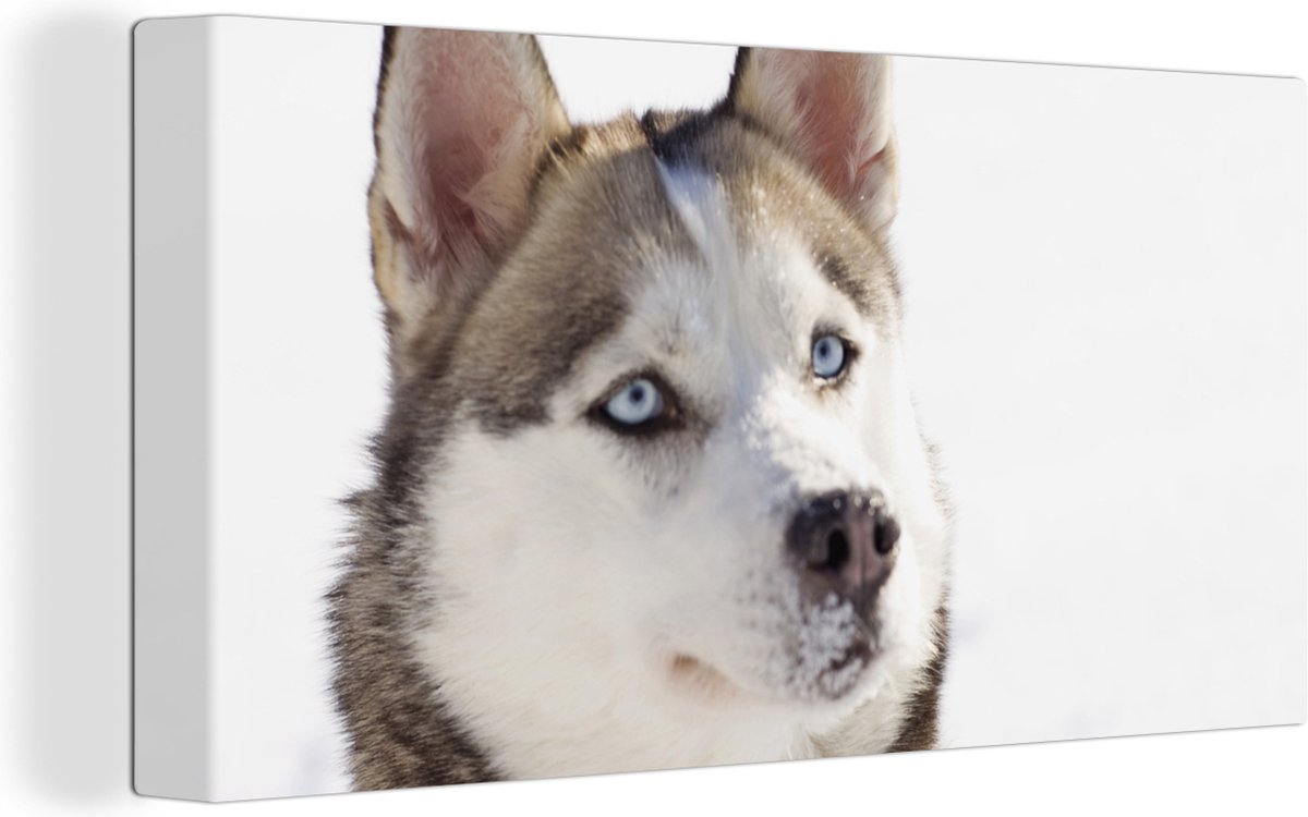 Tableau Husky sibérien  Déco murale imprimée sur toile –