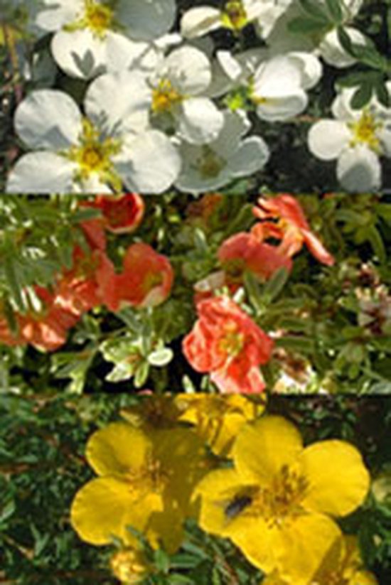1 stuks | Gemixte potentillahaag Pot 20-50 cm | Standplaats: Half-schaduw | Latijnse naam: Potentilla fruticosa