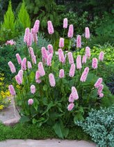 3 stuks | Persicaria bistorta 'Superba' P9 cm