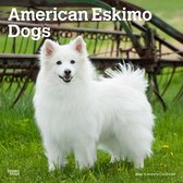 American Eskimo Kalender 2024