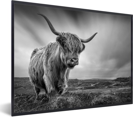 PosterMonkey - Poster - Fotolijst - Schotse hooglander - Natuur - Koe - Zwart wit - Kader - 80x60 cm - Poster zwart wit - Foto in lijst - Poster Schotse hooglander - Poster frame