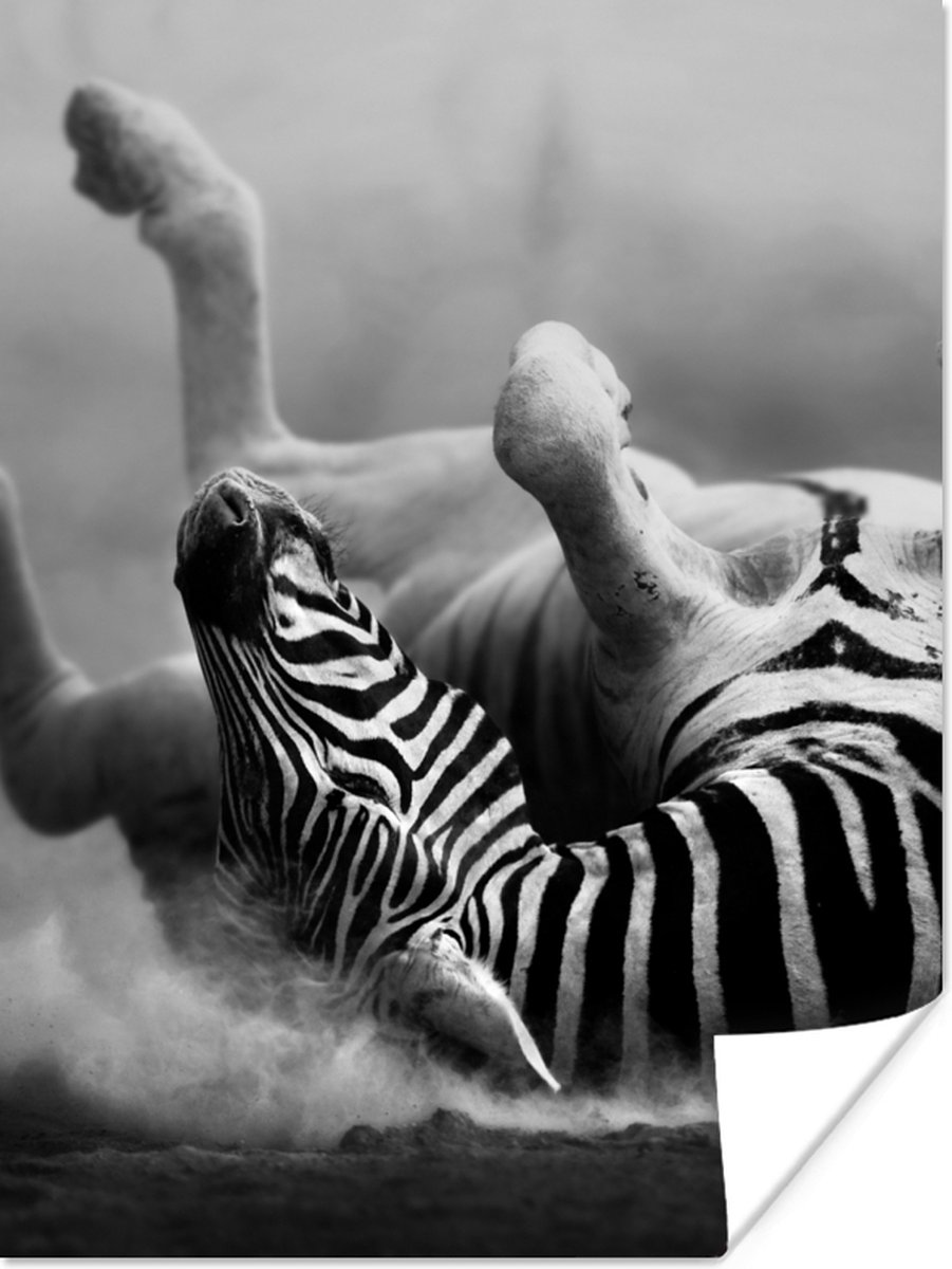 Poster Zebra - Dieren - Zwart - Wit - 60x80 cm