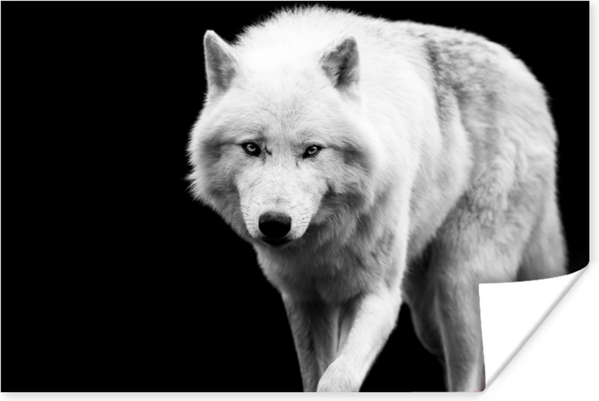 Poster Wolf - Dier - Zwart - Wit - 120x80 cm