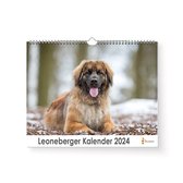 Huurdies - Leonberger Kalender - Jaarkalender 2024 - 35x24 - 300gms