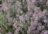 12x Citroentijm (Thymus citriodorus 'Silver Queen') - P9 pot (9x9)