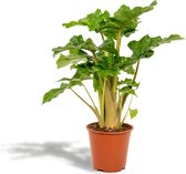 Alocasia Low Rider - Olifantsoor - 80cm hoog, ø19cm - Kamerplant - Grote kamerplant - Luchtzuiverend - Vers van de kwekerij