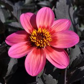 Dahlia Dahlegria Tricolore