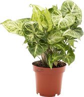 Tropische kamerplant - Syngonium Arrow - 25 cm - pot ∅ 12 cm