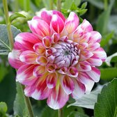 Dahlia   »Hawaii«, 3 knollen