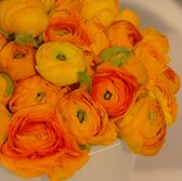 Ranunculus Aviv oranje | 10 stuks | Bloembollen | Knol | Snijbloem | Oranje | Top kwaliteit Ranonkel Knollen | 100% Bloeigarantie | QFB Gardening