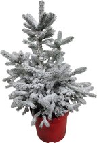 Kerstboom Picea sneeuw ↨ 95cm - hoge kwaliteit planten