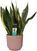 Sansevieria Superba in ELHO Vibes Fold sierpot (delicaat roze) ↨ 40cm - hoge kwaliteit planten