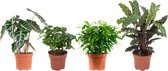 Combibox Ficus, Koffieplant, Olifantsoor of Skeletplant, Calathea ↨ 25cm - 4 stuks - planten - binnenplanten - buitenplanten - tuinplanten - potplanten - hangplanten - plantenbak - bomen - pl