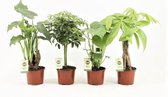 Jungle Mix ↨ 40cm - 4 stuks - hoge kwaliteit planten