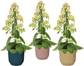 Trio Kalanchoë 'Magic Bells' in ELHO Vibes Fold sierpot ↨ 65cm - 3 stuks - planten - binnenplanten - buitenplanten - tuinplanten - potplanten - hangplanten - plantenbak - bomen - plantenspuit