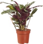 Ctenanthe Burle Marxii ↨ 30cm - hoge kwaliteit planten