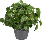 Pannenkoekenplant XL - Antraciet - Hoogte ↕ 50cm - Pot ∅ 30cm