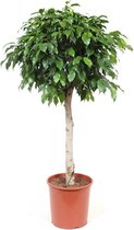 FloriaFor  - Ficus Columnar - Vers Van De Kweker - ↨ 105cm - ⌀ 30cm