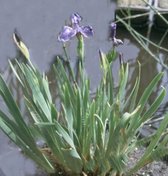 Blauwe dwerglis (Iris setosa) - Vijverplant - 3 losse planten - Om zelf op te potten - Vijverplanten webshop