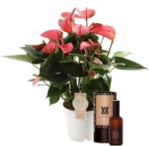Set Anthurium Pink Champion en interieur parfum (World of Opportunities) – ↨ 50cm – ⌀ 14cm