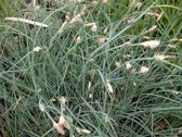 Anjerzegge (Carex panicea) - Vijverplant - 3 losse planten - Om zelf op te potten - Vijverplanten Webshop